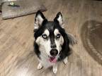 Adopt Akira a Husky / Alaskan Malamute / Mixed dog in Irvine, CA (37434908)