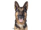 Adopt Ruger a German Shepherd Dog / Mixed dog in Downey, CA (36123367)