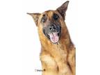 Adopt Sarge a German Shepherd Dog / Mixed dog in Downey, CA (36309149)