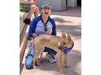Adopt Nikki a Greyhound / Flat-Coated Retriever / Mixed dog in Downey