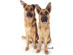 Adopt Jesse a German Shepherd Dog / Mixed dog in Downey, CA (36751856)