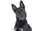 Adopt Stewart a German Shepherd Dog / Mixed dog in Irvine, CA (36945947)