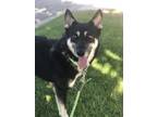 Adopt Lancer a German Shepherd Dog / Husky / Mixed dog in Irvine, CA (31207019)