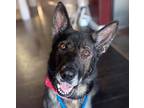 Adopt Empress a German Shepherd Dog / Mixed dog in Irvine, CA (33174977)