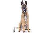 Adopt Leah a Belgian Malinois / Mixed dog in Irvine, CA (34132488)