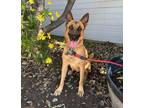 Adopt Fiona a Belgian Malinois / Mixed dog in Irvine, CA (34985342)