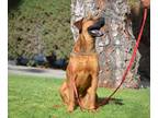 Adopt Poncho a Red/Golden/Orange/Chestnut - with Black Labrador Retriever /