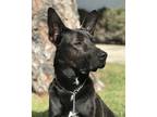 Adopt Fargo a German Shepherd Dog / Labrador Retriever / Mixed dog in Irvine