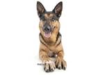 Adopt Gunner a German Shepherd Dog / Cattle Dog / Mixed dog in Irvine