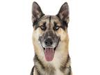 Adopt Brody a Siberian Husky / German Shepherd Dog / Mixed dog in Irvine