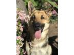 Adopt Ivan a German Shepherd Dog / Mixed dog in Downey, CA (29985912)
