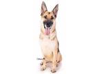 Adopt Roxxie a German Shepherd Dog / Mixed dog in Downey, CA (27520475)