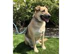 Adopt Bubba a German Shepherd Dog / Mixed dog in Mira Loma, CA (34538555)