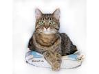 Adopt Minerva a Domestic Mediumhair / Mixed cat in Hot Springs Village