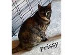 Adopt Prissy a Domestic Shorthair / Mixed cat in Hot Springs Village