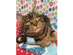 Adopt Gracie a Domestic Shorthair / Mixed cat in Sayreville, NJ (37750930)