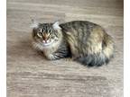 Adopt Aelin a Domestic Longhair / Mixed cat in Salt Lake City, UT (37776121)