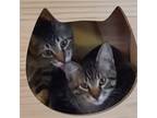 Adopt Steffanie a Domestic Shorthair / Mixed cat in Salt Lake City