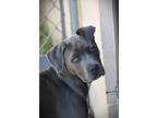 Adopt Sophie Gorgeous Little 5 Month Old Blue Girl a Labrador Retriever /