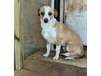 Adopt Saint Shy Sweet Quiet Little Boy a Tan/Yellow/Fawn - with White Jack