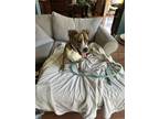Adopt Whitney Houston a Brindle Boxer dog in Merrifield, VA (37735792)