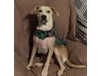 Adopt Ms. Kringle (Momma) a Tan/Yellow/Fawn - with White Mixed Breed (Medium) /