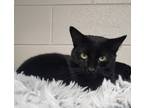 Adopt Toby a Domestic Shorthair / Mixed (short coat) cat in Greeneville