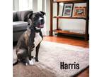 Adopt Harris a Boxer / American Pit Bull Terrier / Mixed dog in Port Clinton