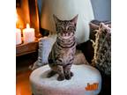 Adopt Jeff a Tiger Striped Domestic Shorthair / Mixed (short coat) cat in Port