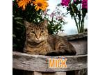 Adopt Mick (Fleetwood) a Gray, Blue or Silver Tabby Domestic Shorthair / Mixed