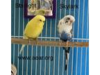 Adopt Skylark a White Parakeet - Other bird in Libertyville, IL (37614510)