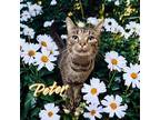 Adopt Peter (Green) a Brown Tabby Domestic Shorthair / Mixed (short coat) cat in