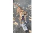 Adopt Molly a Labrador Retriever / Mixed dog in PAHRUMP, NV (37608508)