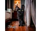 Adopt Blake a All Black Domestic Shorthair / Mixed (short coat) cat in Port