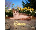 Adopt Carmen a Calico or Dilute Calico Domestic Shorthair / Mixed (short coat)