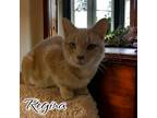 Adopt Regina a Cream or Ivory Domestic Shorthair / Mixed (short coat) cat in