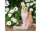 Adopt Cassius a Cream or Ivory Domestic Mediumhair / Mixed (short coat) cat in