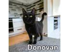 Adopt Donovan a All Black Domestic Shorthair / Mixed (short coat) cat in Port