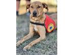Adopt Freya a Mountain Cur / Mixed dog in Jackson, MS (37776241)