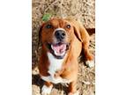 Adopt Paloma a Labrador Retriever / Mixed dog in Jackson, MS (37565457)