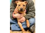 Adopt Sanders a Labrador Retriever / Mixed dog in Jackson, MS (37565458)