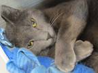 Adopt Dre a Domestic Shorthair / Mixed (short coat) cat in Leonardtown