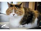 Adopt Drema a Domestic Longhair / Mixed (short coat) cat in Leonardtown