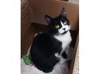Adopt Jubilee a Domestic Shorthair / Mixed (short coat) cat in Fremont
