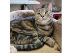 Adopt Phoebe a Domestic Shorthair / Mixed (short coat) cat in Fremont