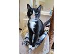 Adopt Cat Stevens a Domestic Shorthair / Mixed (short coat) cat in Fremont