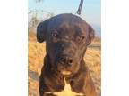 Adopt Harriet - Adopt Me! Courtesy Post a Black American Staffordshire Terrier /