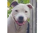 Adopt Diamond II - Adopt Me! a American Staffordshire Terrier / Mixed dog in