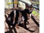 Adopt Lavender a Domestic Shorthair / Mixed (short coat) cat in Cambridge
