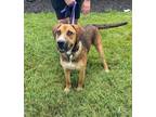 Adopt Riot a German Shepherd Dog / Boxer / Mixed dog in Washburn, MO (37693839)